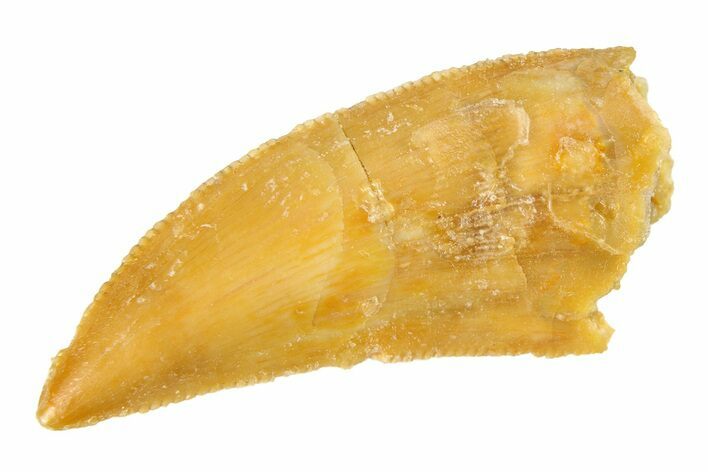 Serrated Raptor Tooth - Real Dinosaur Tooth #297540